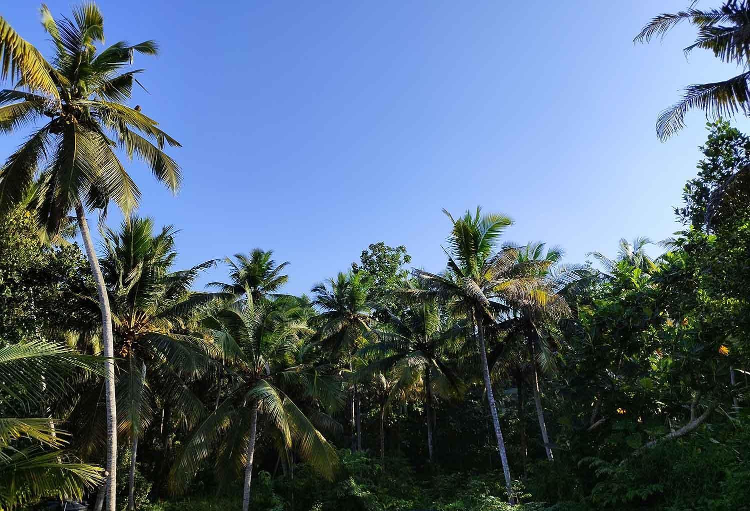 Greenview Homestay Kovalam Тривандрум Экстерьер фото